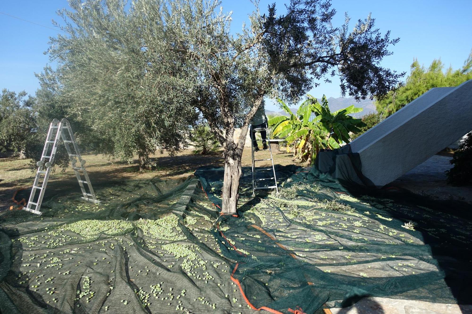 Villa In Kalloni Direkt Am Meer, Tolle Aussicht Экстерьер фото